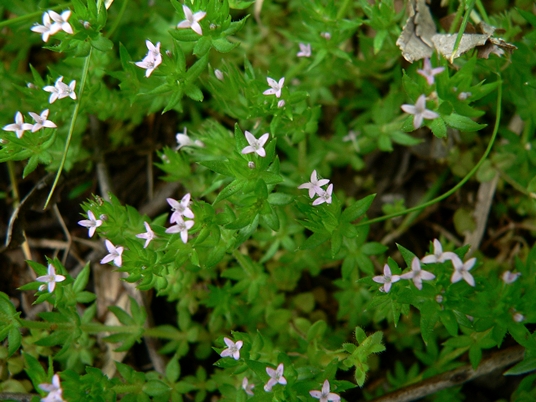 {Galium sherardia}